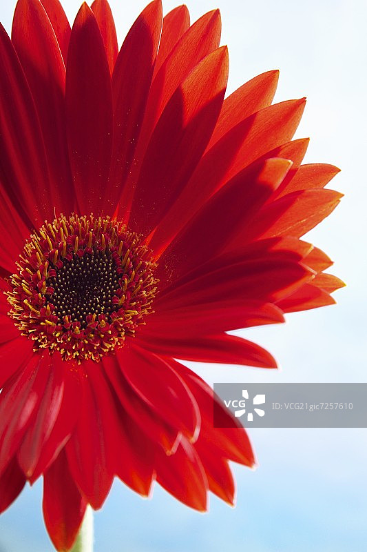 红色非洲菊图片素材