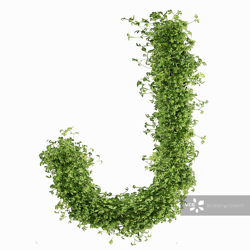 水芹中的字母J图片素材