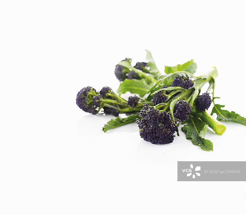 紫色芽西兰花图片素材