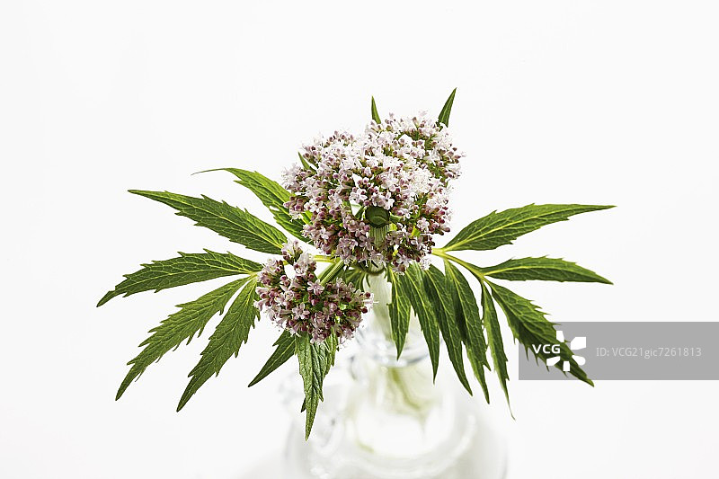 缬草与花朵图片素材