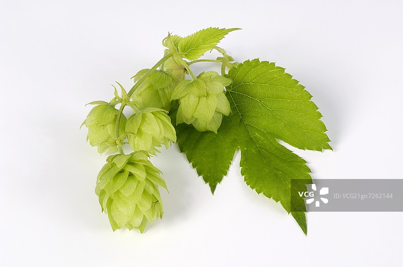 带叶的新鲜啤酒花球果图片素材