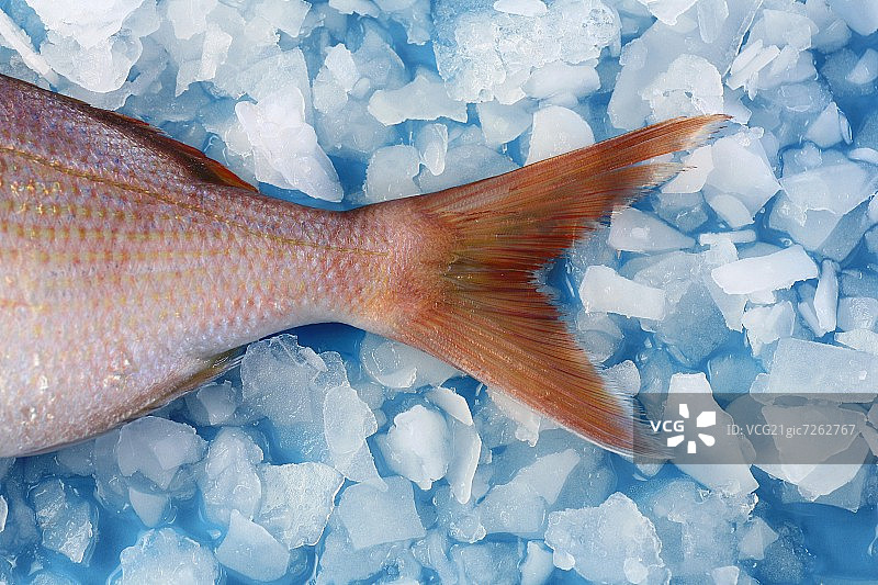 冰面上普通潘多拉贝的尾鳍图片素材