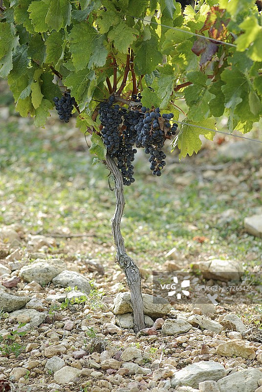 葡萄藤上的梅洛葡萄（法国）图片素材