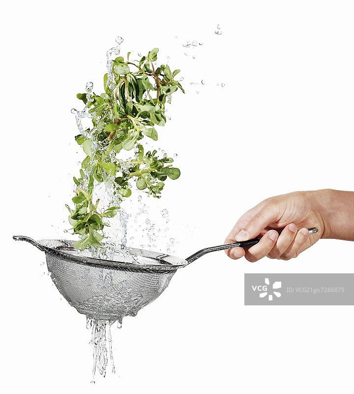 滤锅中清洗马齿苋图片素材