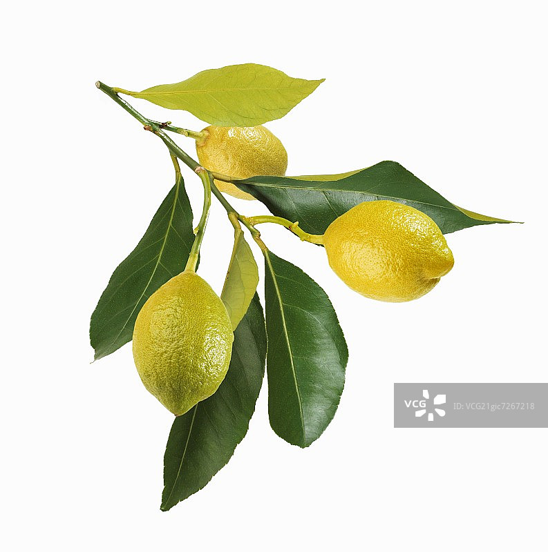 树枝上的三个柠檬图片素材