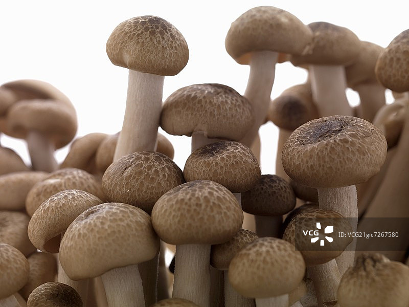 新鲜的姬菇（特写）图片素材