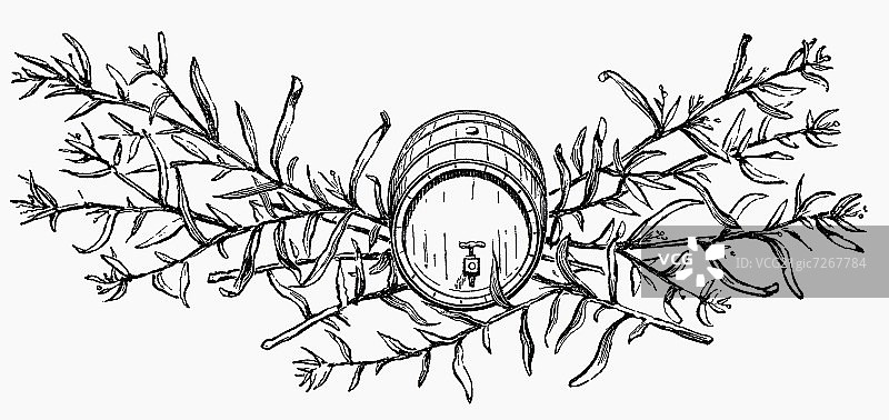 木桶龙蒿（插图）图片素材