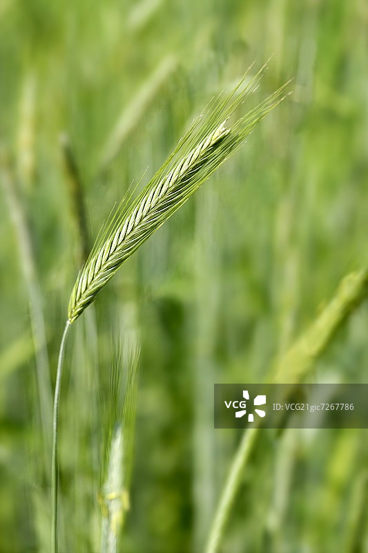 田野里的黑麦穗图片素材