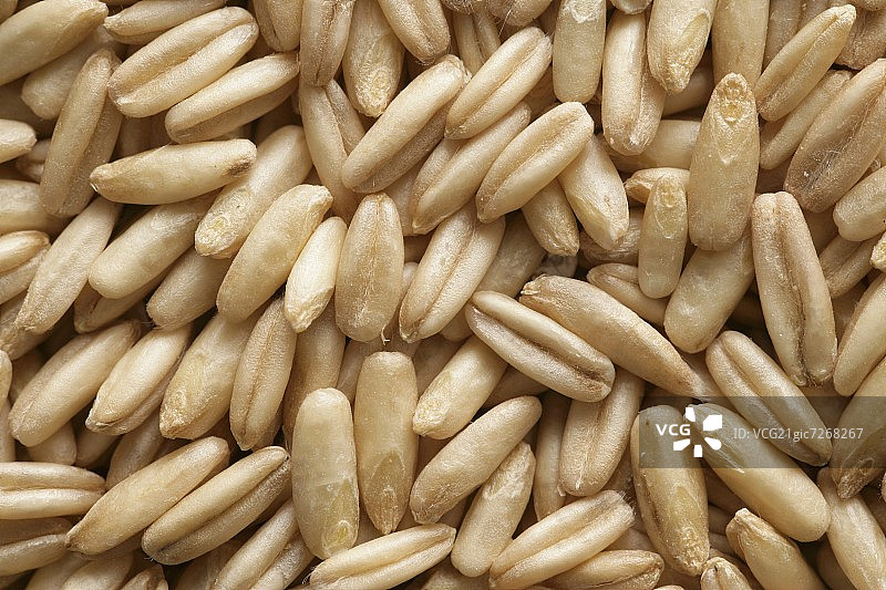 燕麦（全画幅）图片素材