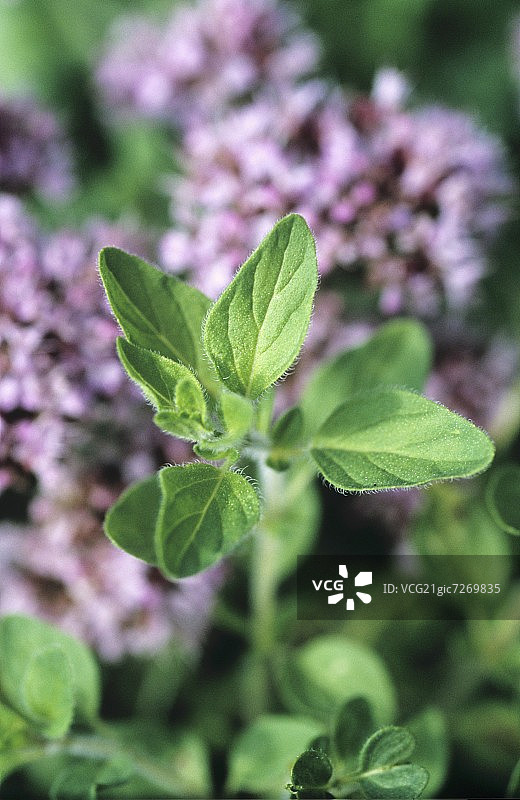 马郁兰图片素材