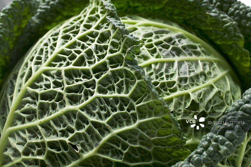 皱叶甘蓝（特写）图片素材
