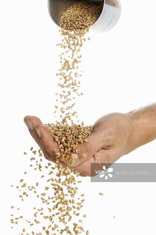 有人将小麦倒入手掌图片素材