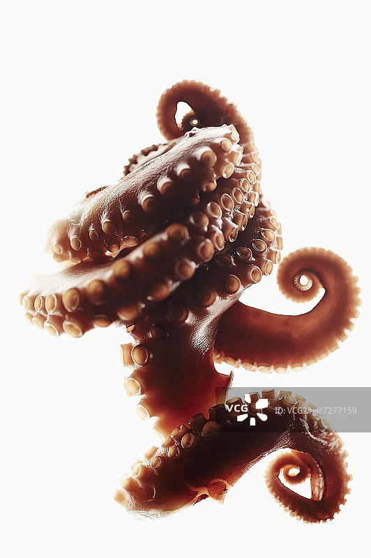 白色背景上的章鱼触手图片素材