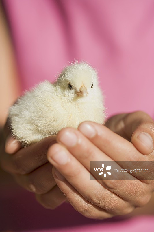 手捧着小鸡图片素材