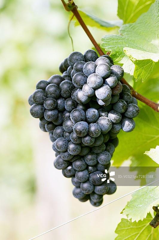 葡萄藤上的红酒葡萄图片素材