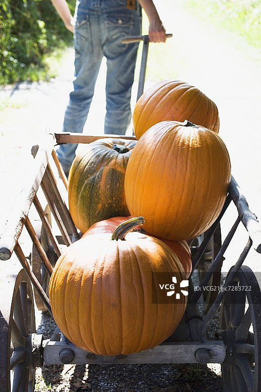 一个人在户外拉着装满橙色南瓜的木制手推车图片素材