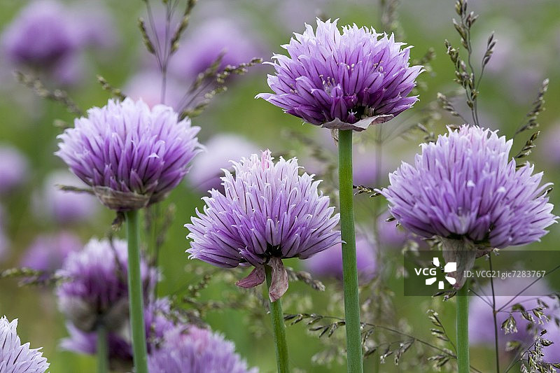 盛开的韭菜（户外）图片素材