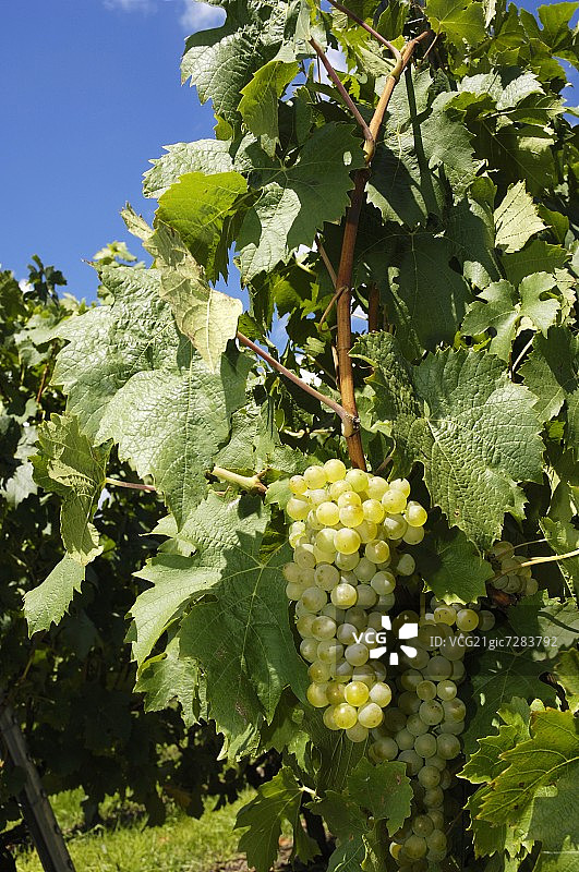葡萄藤上的白葡萄图片素材