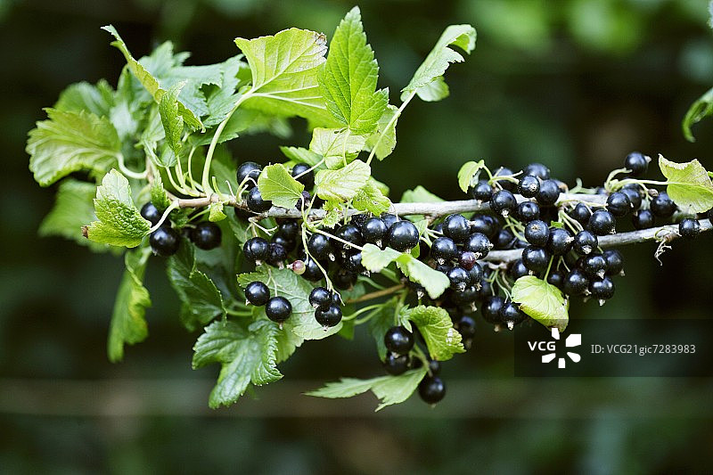 灌木丛上的黑加仑图片素材