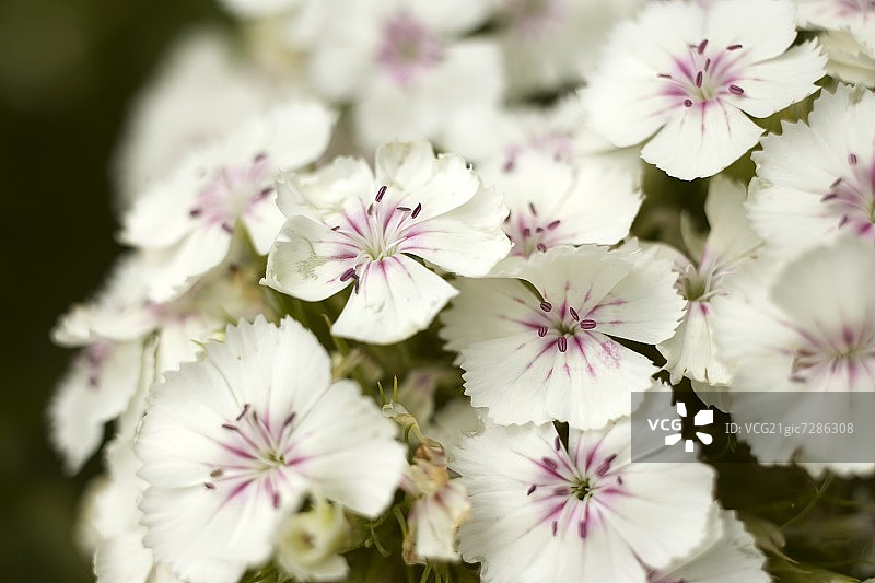 白色香石竹图片素材