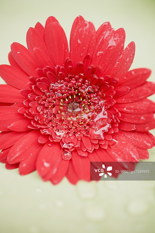 带有水滴的红色非洲菊图片素材