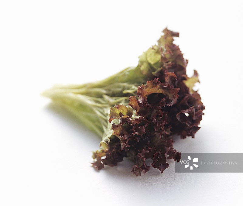 红叶生菜图片素材