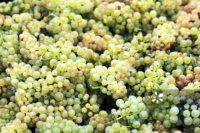 采摘后的白皮诺葡萄图片素材