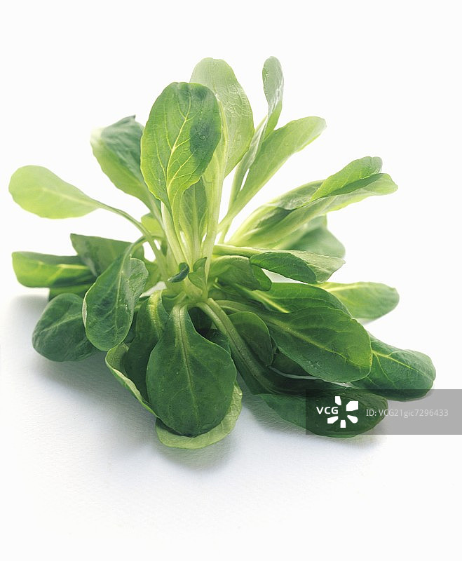 新鲜的一束西洋菜图片素材