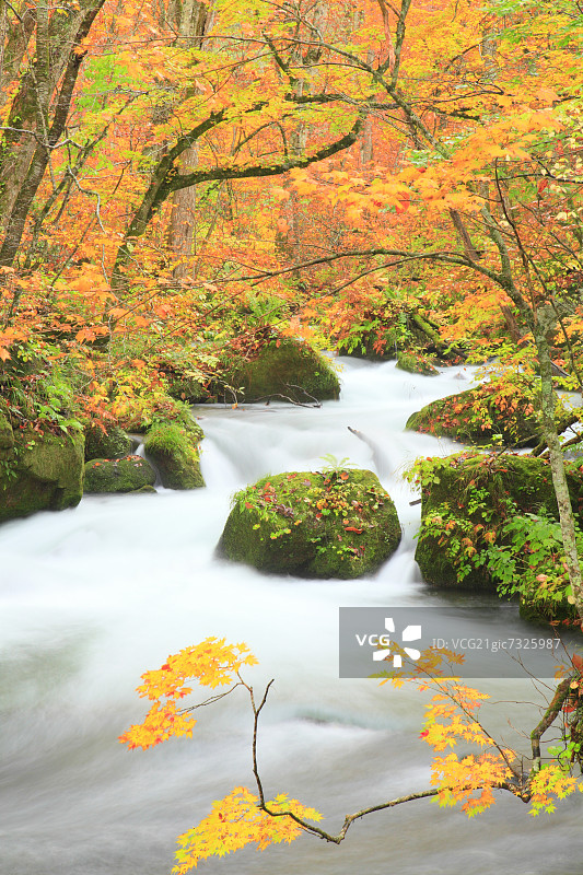 青森县奥入濑山涧溪流图片素材