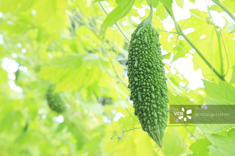 苦瓜图片素材