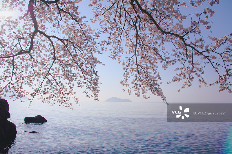 滋贺县琵琶湖樱花图片素材