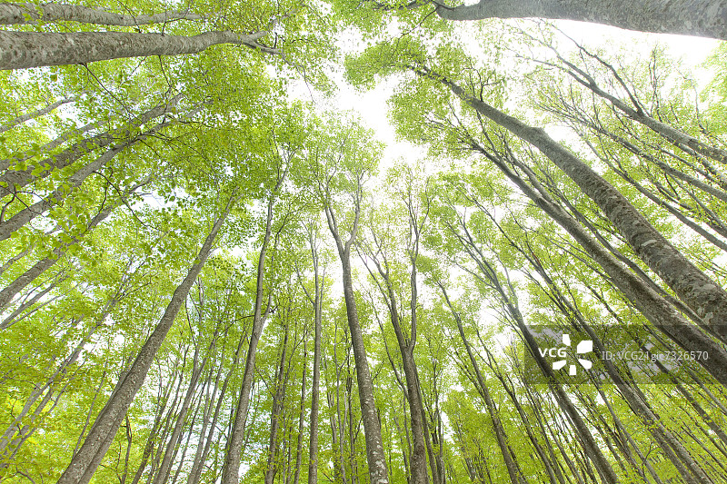 山毛榉森林图片素材