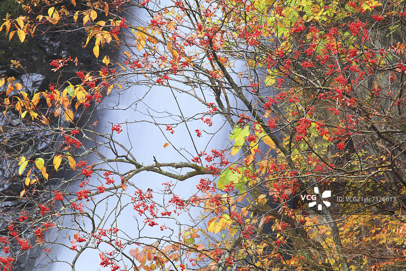 秋田县銚子大瀑布的树叶图片素材