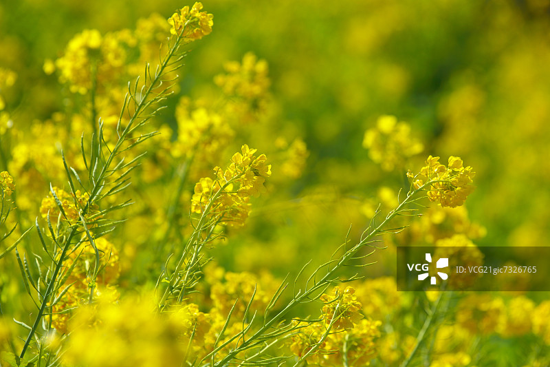 神奈川县的田芥菜图片素材