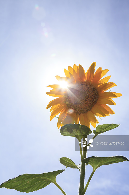 向日葵和天空图片素材