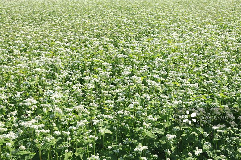 荞麦花图片素材