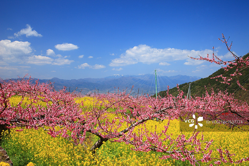 山梨县桃花和油菜花图片素材