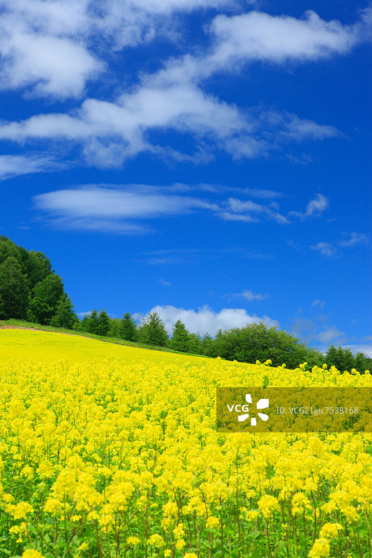 北海道的田芥菜和多云天空图片素材