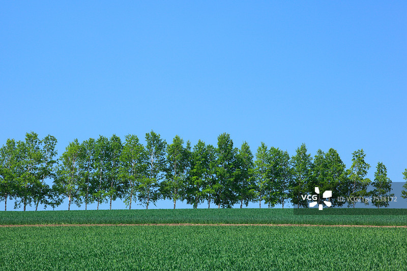 北海道的白桦树和草原图片素材
