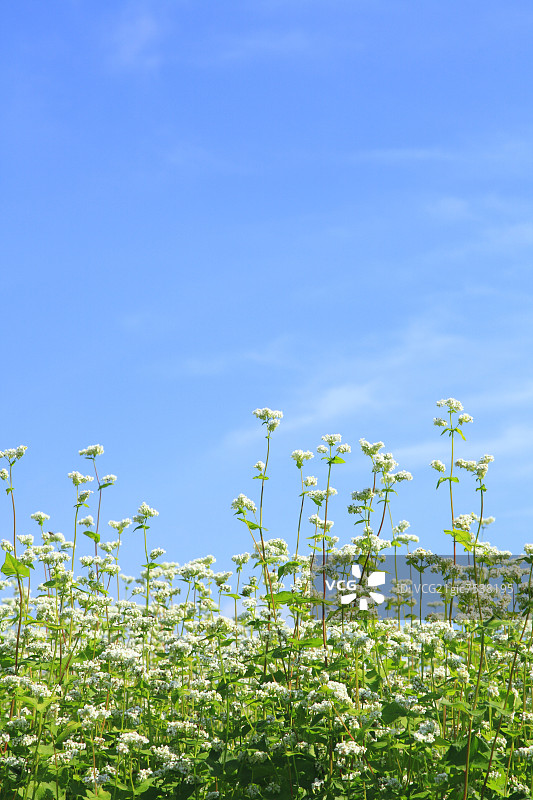 荞麦花与天空图片素材