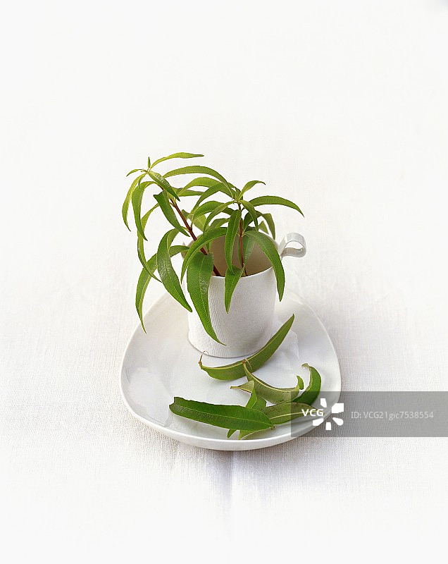 柠檬马鞭草图片素材