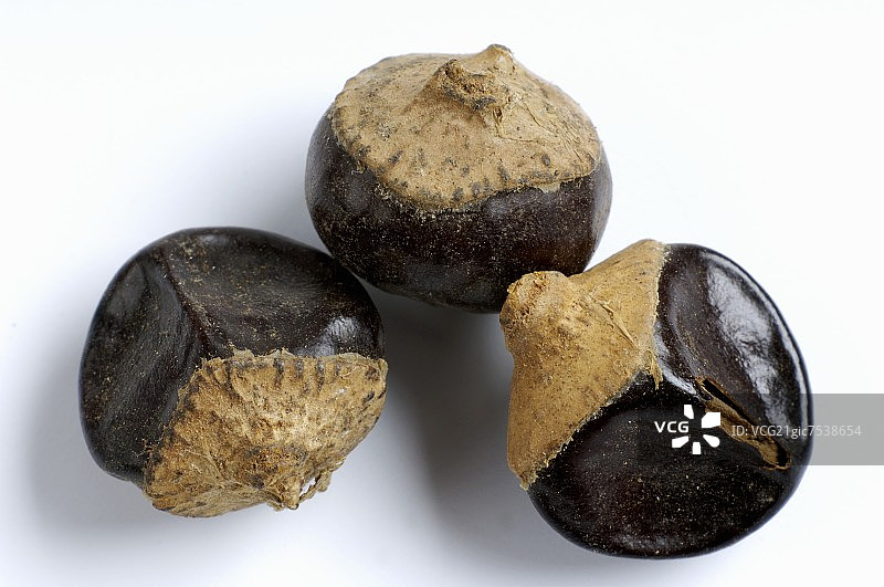 瓜拉纳种子（Paullinia cupana）图片素材