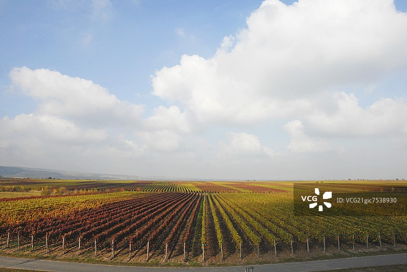 德国巴特迪克海姆附近葡萄园的秋天图片素材