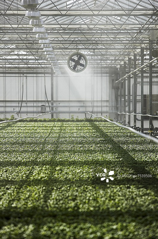 在温室里浇灌罗勒图片素材