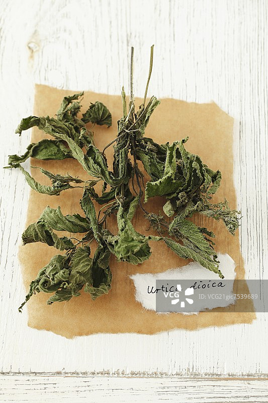 干荨麻图片素材