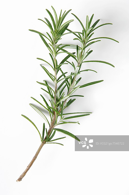 新鲜迷迭香图片素材