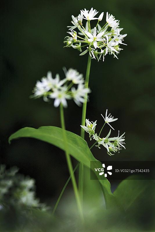 野蒜花图片素材