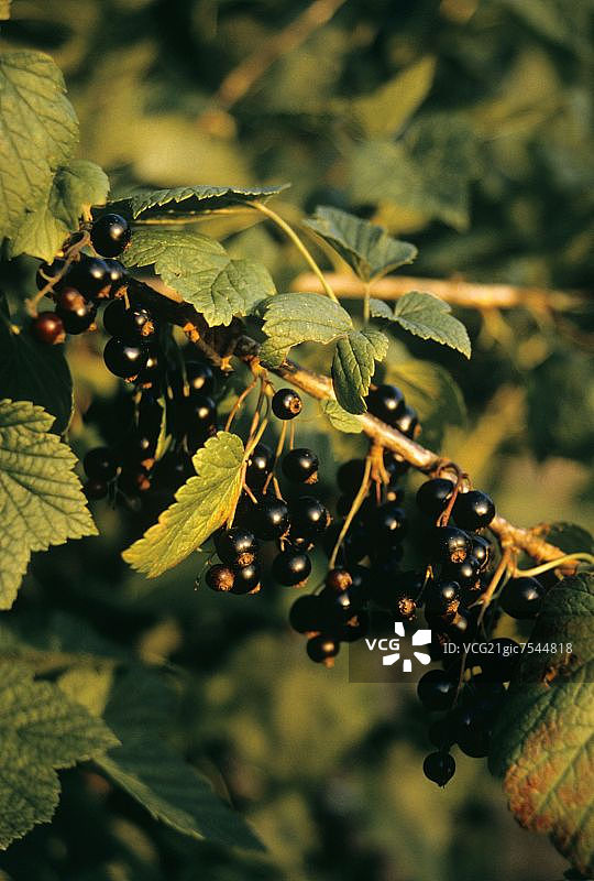 灌木丛上的黑醋栗图片素材