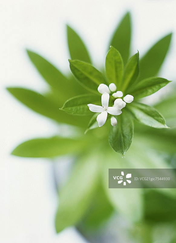 伍德拉夫图片素材