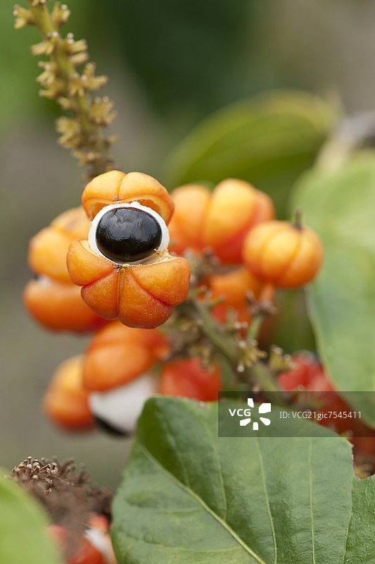 植物上的瓜拉纳（泡林藤）图片素材